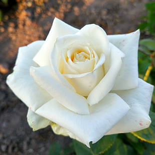 Саджанці чайно-гібридної троянди Поло (Rose Polo)