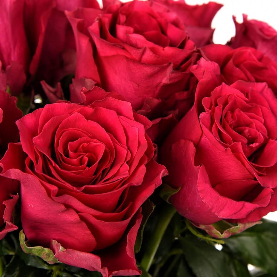 Саджанці чайно-гібридної троянди Родос (Rose Rhodos)