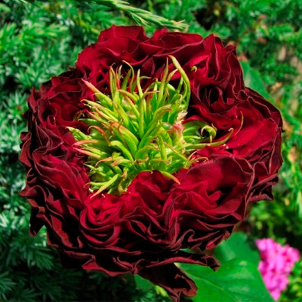 Саджанці чайно-гібридної троянди Ред Ай / Червоне Око(Rose Red Eye)