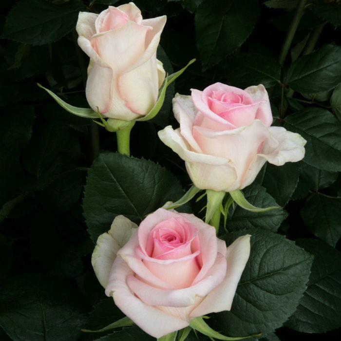 Саджанці чайно-гібридної троянди Сеньйора (Rose Senorita), фото 1