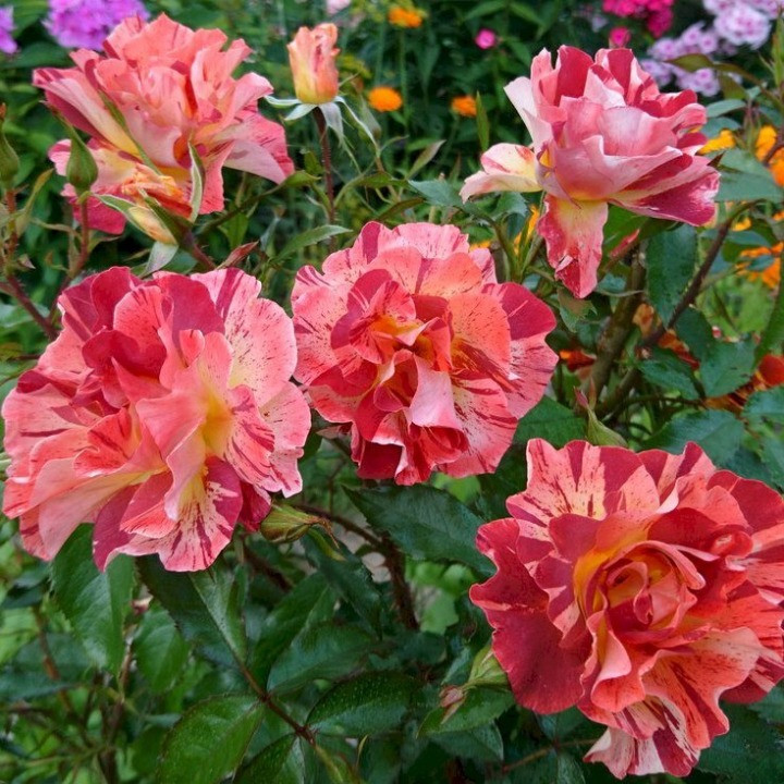 Саджанці плетистої троянди Саммер Лодж (Summer Rose Lodge)