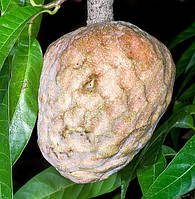 Кремовое яблоко или Аннона сетчатая, или бычье сердце - Annona reticulata Wild Sweetsop семена 1 шт