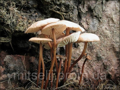 Мицелий (грибница) ЧЕСНОЧНИКА ОБЫКНОВЕННОГО маточный зерновой биологически высушеный - фото 2 - id-p1919606