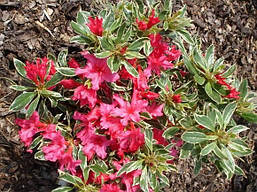 Азалія японська Silver Sword 4 річна, Азалія японська Сільвер Сворд, Azalea japonica Silver Sword, фото 6