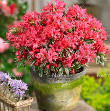 Азалія японська Silver Sword 4 річна, Азалія японська Сільвер Сворд, Azalea japonica Silver Sword, фото 5