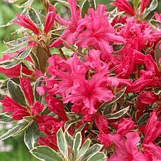 Азалія японська Silver Sword 4 річна, Азалія японська Сільвер Сворд, Azalea japonica Silver Sword, фото 3