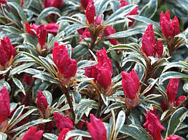 Азалія японська Silver Sword 4 річна, Азалія японська Сільвер Сворд, Azalea japonica Silver Sword, фото 4