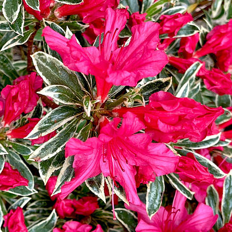 Азалія японська Silver Sword 4 річна, Азалія японська Сільвер Сворд, Azalea japonica Silver Sword, фото 1