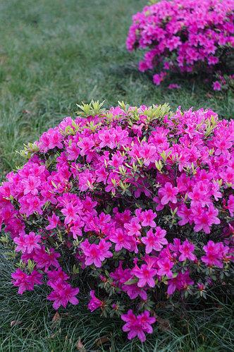 Азалія японська Orlice 4 річна, Азалия японская Орлик, Rhododendron / Azalea japonica Orlice