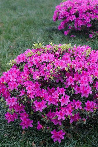 Азалія японська Orlice 2 річна, Азалия японская Орлик, Rhododendron / Azalea japonica Orlice, фото 1