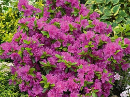 Азалія японська Orlice 2 річна, Азалия японская Орлик, Rhododendron / Azalea japonica Orlice, фото 3