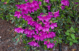 Азалія японська Orlice 2 річна, Азалия японская Орлик, Rhododendron / Azalea japonica Orlice, фото 6