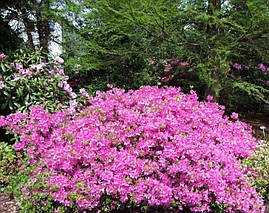 Азалія японська Orlice 2 річна, Азалия японская Орлик, Rhododendron / Azalea japonica Orlice, фото 4