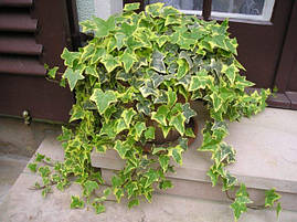 Плющ звичайний Goldchild 2 річний, Плющ звичайний Голдчайлд, Hedera helix Goldchild, фото 2