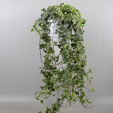 Плющ звичайний Goldchild 2 річний, Плющ звичайний Голдчайлд, Hedera helix Goldchild, фото 3