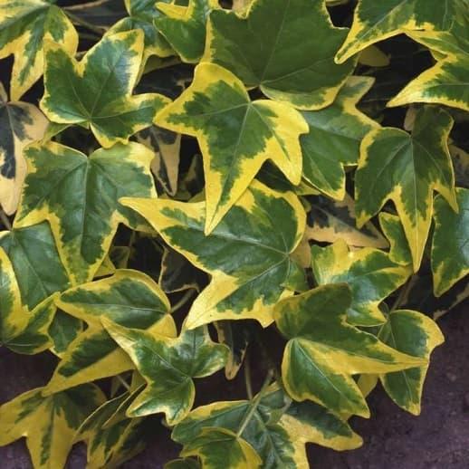 Плющ звичайний Goldchild 2 річний, Плющ звичайний Голдчайлд, Hedera helix Goldchild
