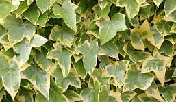 Плющ звичайний Goldchild 2 річний, Плющ звичайний Голдчайлд, Hedera helix Goldchild, фото 4