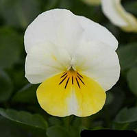 Семена профессиональные Виола Пенни двух цветная Penny F1 Primrose Bicolor - 10шт / Syngenta