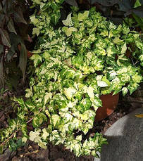 Плющ звичайний Golden Jytte 2 річний, Плющ звичайний Голден Ютті, Hedera helix Golden Jytte, фото 3