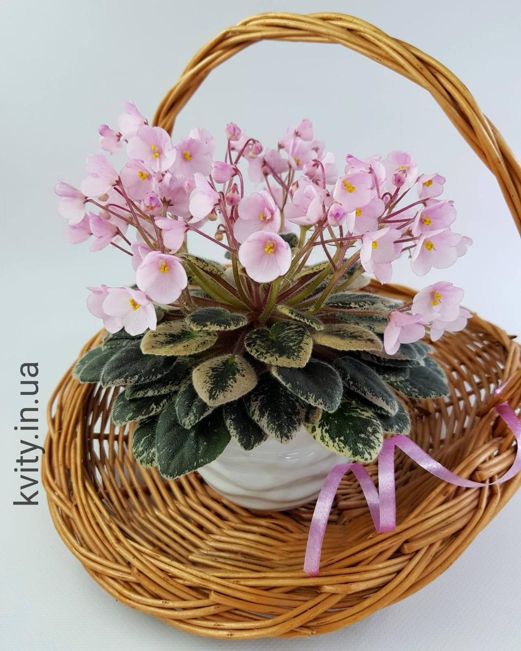 Фіалка Joy's Pink Halo (D. Hoover) дитинко