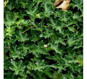 Плющ звичайний Ivalace 2 річний, Плющ звичайний Ивалейс, Hedera helix Ivalace