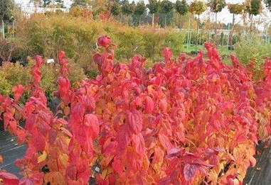 Спірея японська Macrophylla 2 річна, Спирея японская Макрофилла, Spiraea japonica Macrophylla