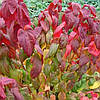 Спірея японська Macrophylla 2 річна, Спирея японская Макрофилла, Spiraea japonica Macrophylla, фото 2