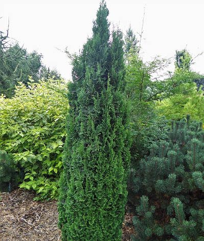 Туя західна Brobecks Tower 4 річна, Туя западная Бробекс Тауэр, Thuja occidentalis Brobecks Tower, фото 1