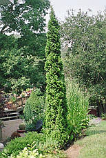 Туя західна Brobecks Tower 4 річна, Туя западная Бробекс Тауэр, Thuja occidentalis Brobecks Tower, фото 3