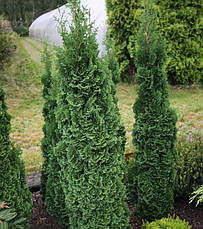 Туя західна Brobecks Tower 4 річна, Туя западная Бробекс Тауэр, Thuja occidentalis Brobecks Tower, фото 5