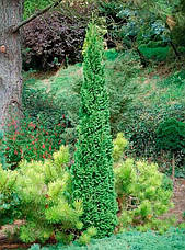 Туя західна Brobecks Tower 4 річна, Туя западная Бробекс Тауэр, Thuja occidentalis Brobecks Tower, фото 6