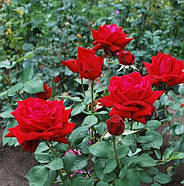 Саджанці чайно-гібридної троянди Самурай (Rose Samourai), фото 2