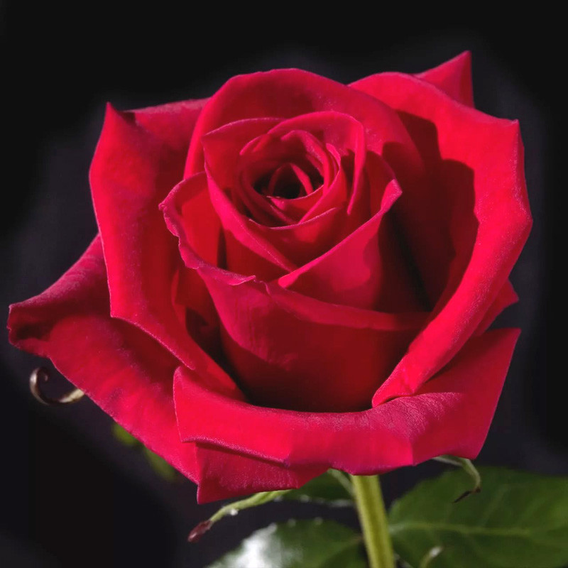 Саджанці чайно-гібридної троянди Черрі Лав (Rose Cherry Love)