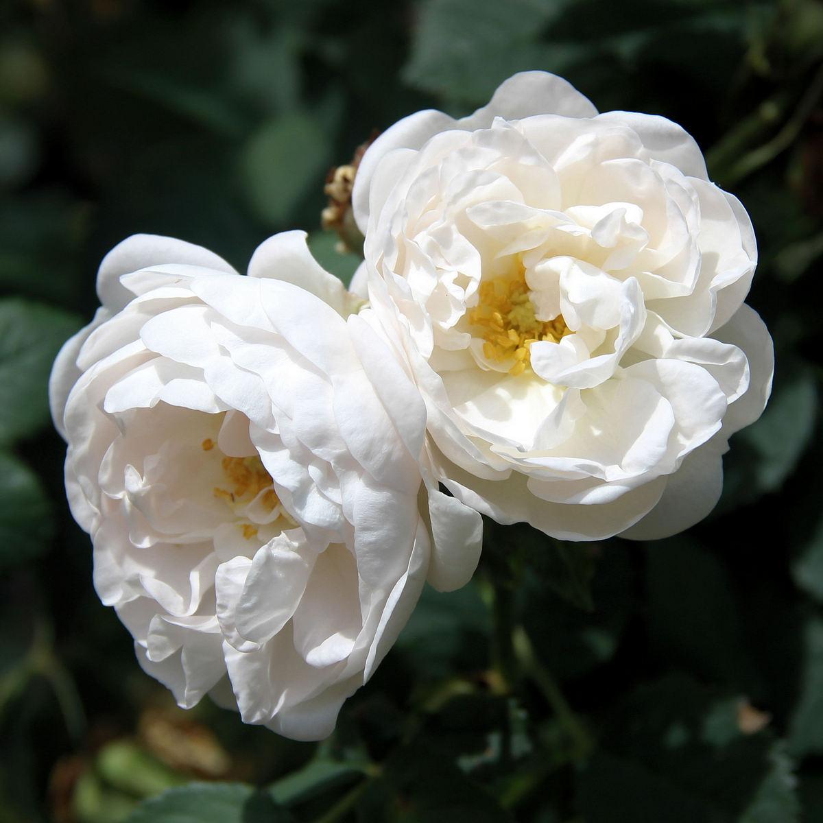 Саджанці плетистої троянди Альба Максима (Rose Alba Maxima)