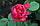 Саджанці троянд Аскот (Ascot), фото 4
