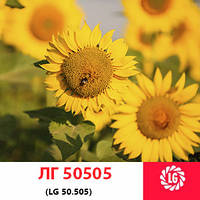 ЛГ 50505 Limagrain (Классический), семена подсолнечника LG 50505 Лимагрейн