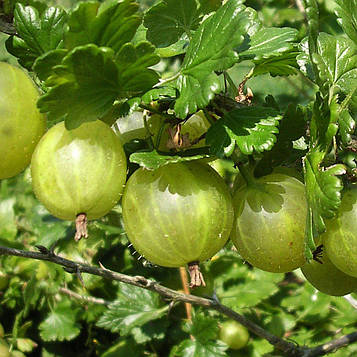 Аґрус " Кий " (ранній)