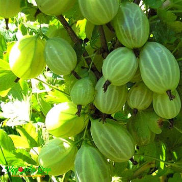 Аґрус " Мармуровий " (середній)