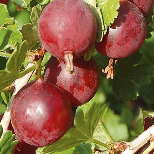 Аґрус "Колобок" (середній), фото 1