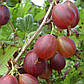 Аґрус " Красень " (слабошипований, середній), фото 2