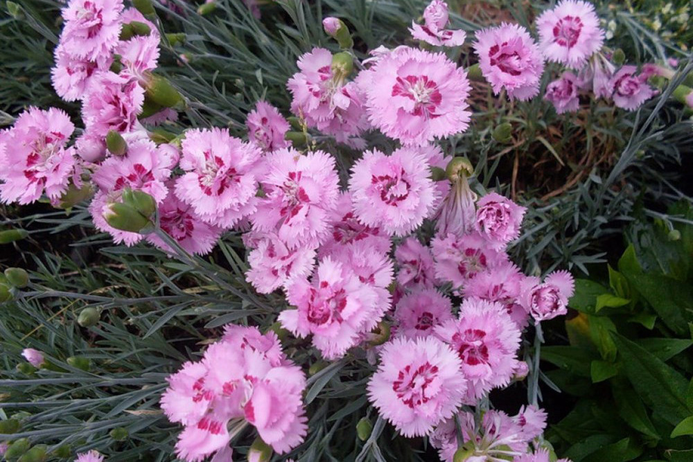 Гвоздика багаторічна (рожева)