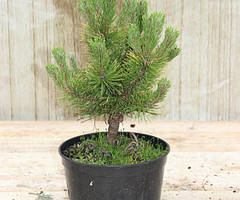 Сосна гірська Вінтер Голд (Pinus mugo Winter Gold) h-20-40 см у контейнері С4 л