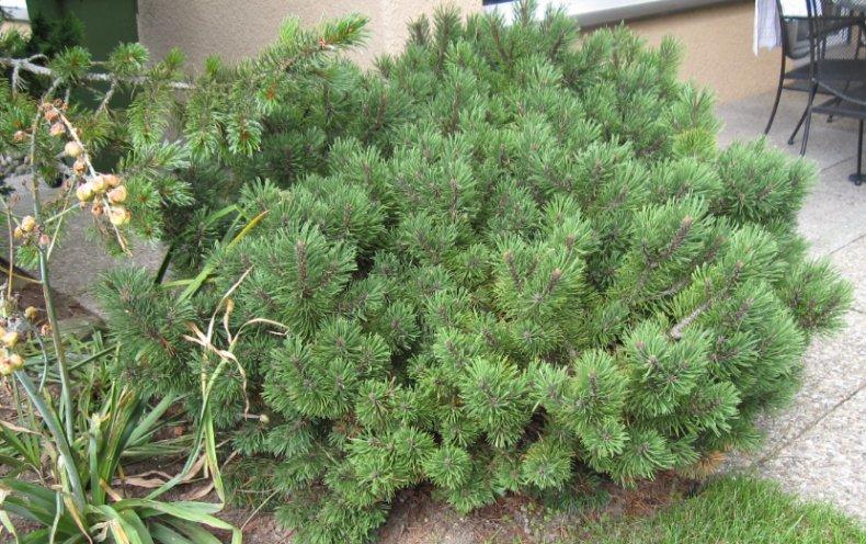 Сосна гірська (Pinus mugo) а-20-30 см у контейнері С3 л, фото 1