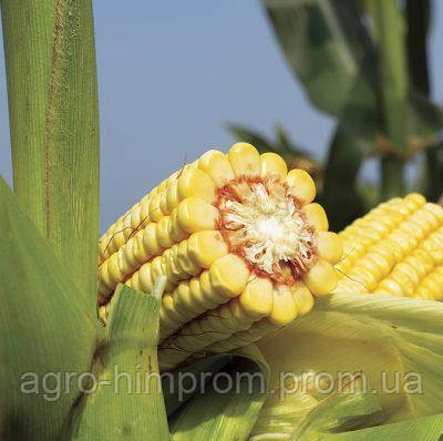 Насіння кукурудзи MV 270 - Угорщина ФАО 270