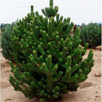 Сосна звичайна Орегон Грін (Pinus nigra Oregon Green) h-20-40 см у контейнері С5 л