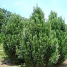 Сосна чорна Фастігіата (Pinus nigra Fastigiata) h-20-40 см у контейнері С5 л