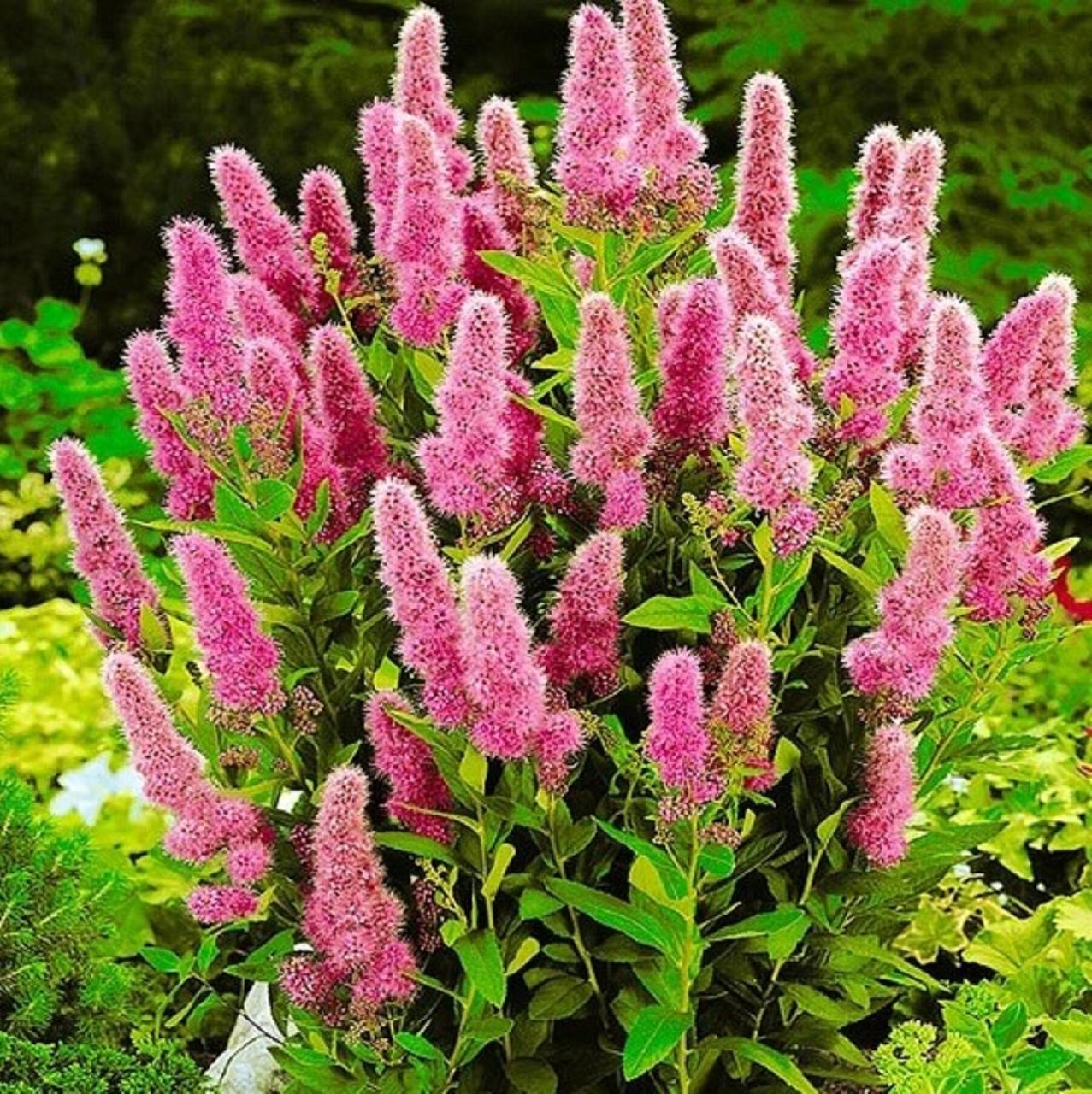 Саджанці Спіреї білларда Тріумфанс (Spiraea billardii Triumphans) Р9