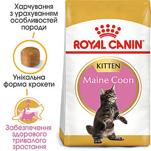 Сухий корм Royal Canin Kitten Maine Coon для кошенят, 2КГ