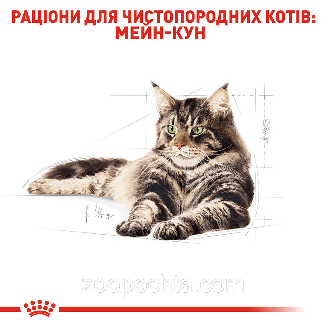 Сухой корм Royal Canin Maine Coon Adult для кошек, 10КГ - фото 2 - id-p290649686