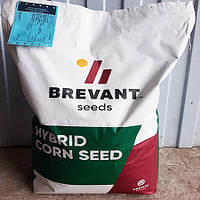 Семена кукурузы Бревант П9170 ФАО 320 посевной гибрид